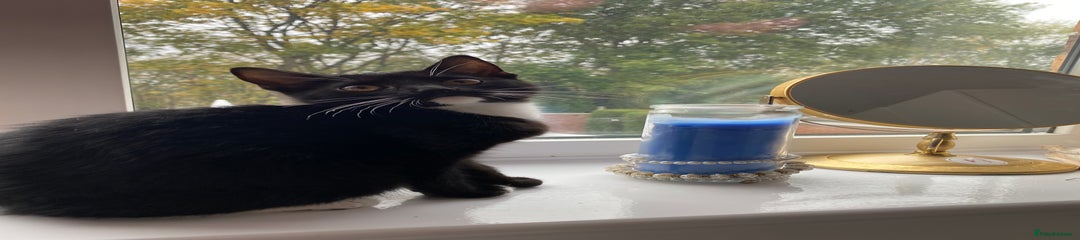 Tabby Kitten 2