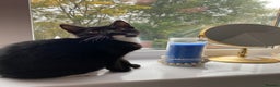 Mixed Breed cats for sale: Tuxedo Tabby kittens  - Advert 9