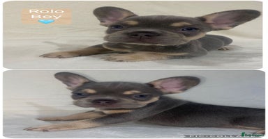 French Bulldog dogs - Advert 2