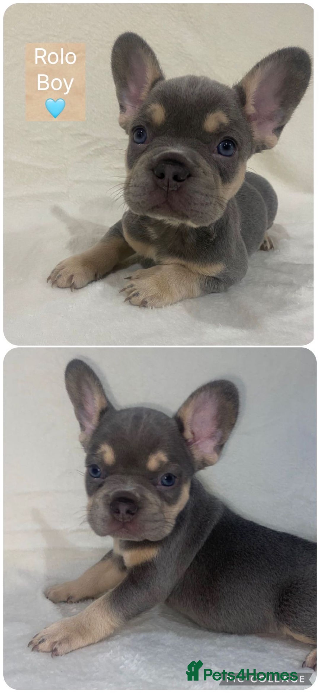 French Bulldog dogs for sale: French Bulldog Puppies ready on 13/11/25 - Image 3