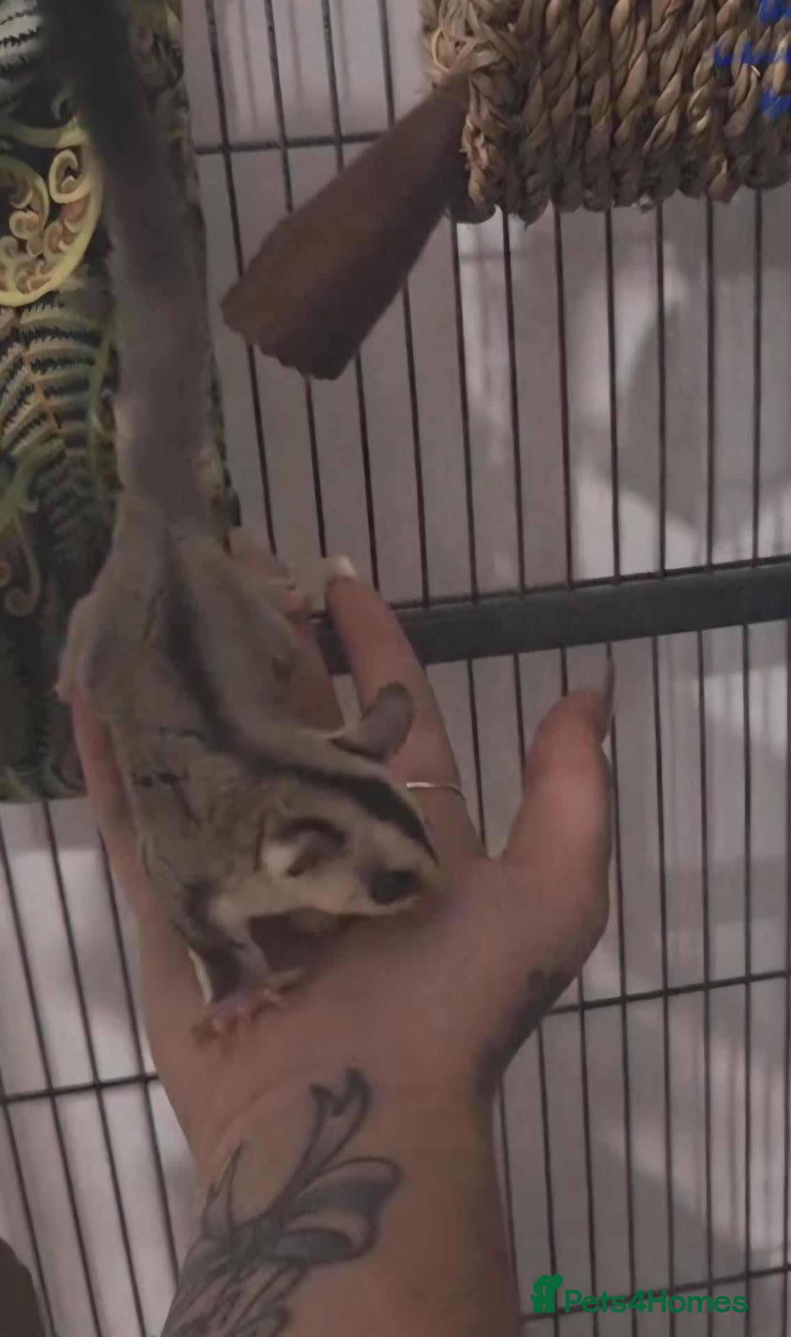 Sugar Glider rodents 2 sugar male gliders - Advert 19