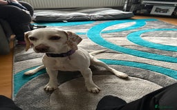 Beagle dogs for sale: Lemon Beagle - Image 1