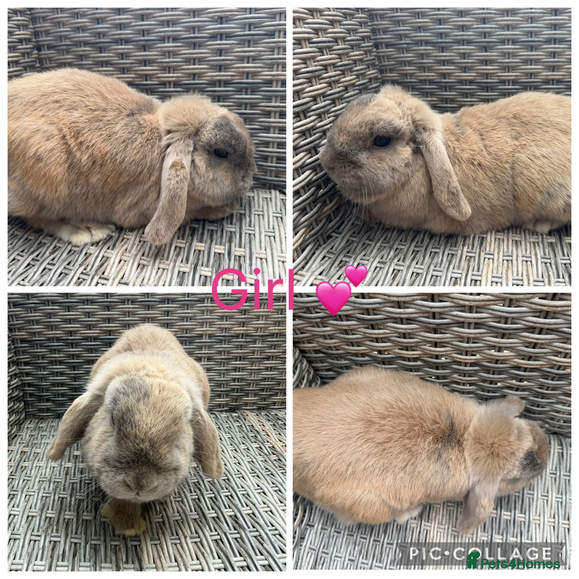 Mini Lop rabbits Stunning Purebred Lilac Torte Mini Lop Doe  - Advert 1