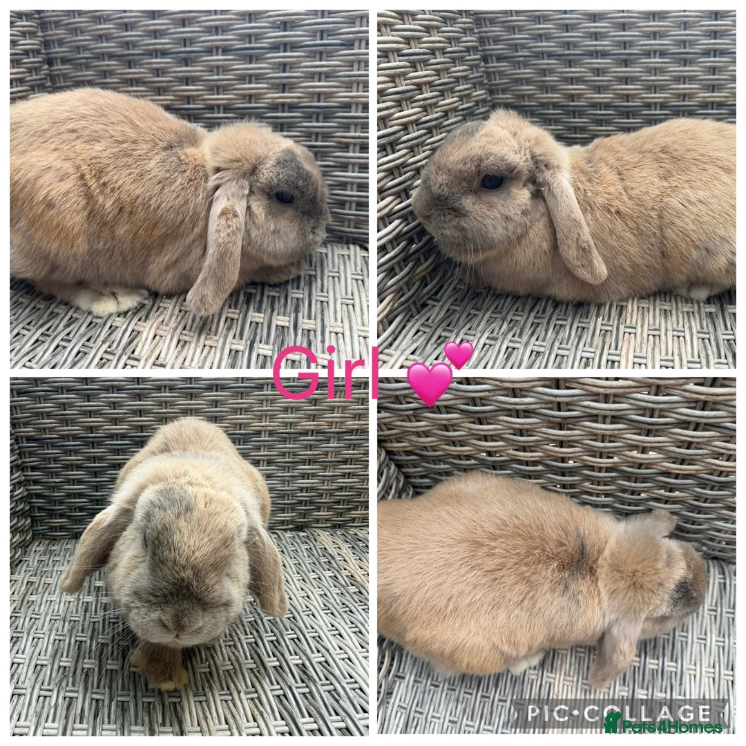 Mini Lop rabbits for sale: Stunning Purebred Lilac Torte Mini Lop Doe  in Heathfield - Advert 1
