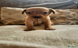 Labrador Retriever dogs for sale: THE LAST KC FOX RED GIRL READY TO LEAVE NOW  - Image 2