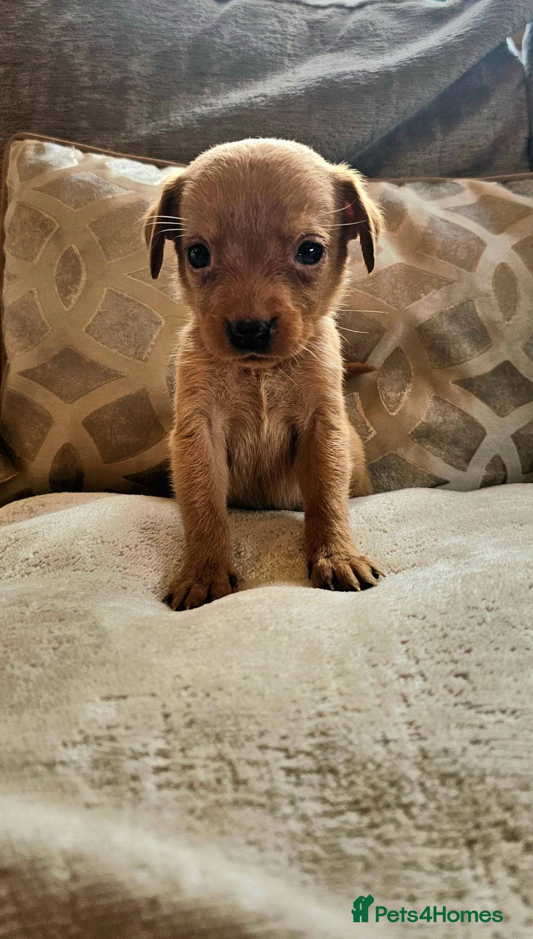 Labrador Retriever dogs for sale: THE LAST KC FOX RED GIRL READY TO LEAVE NOW  - Image 2