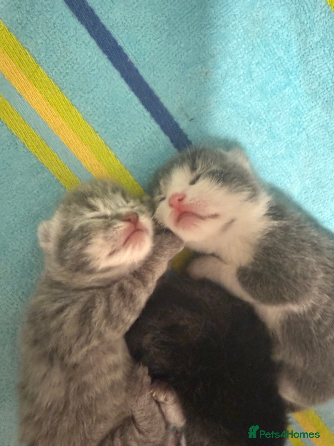 Mixed Breed cats for sale: Two lovely boys - Image 8