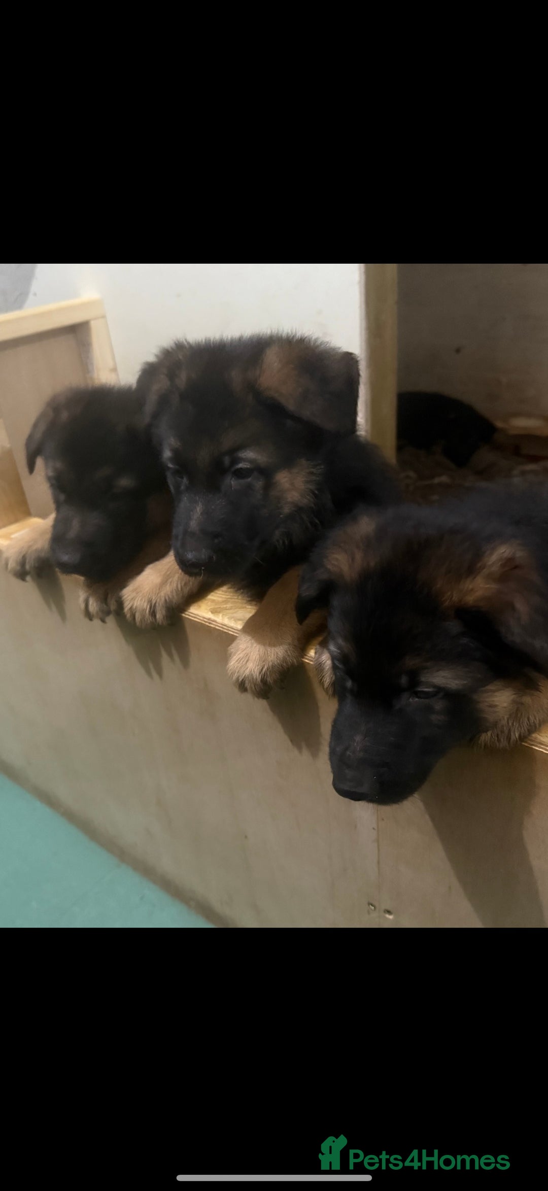 German Shepherd dogs for sale: German Shepherd Puppies Ready from 15th November - Image 5