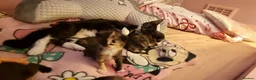 Mixed Breed cats for sale: Tortoishell kittens  in Bristol - Advert 14