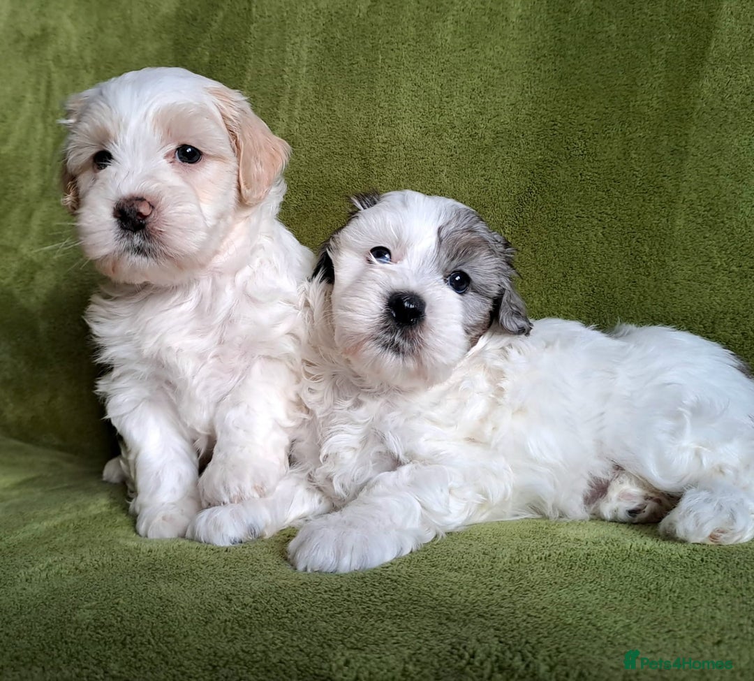 Lhasapoo dogs for sale: Lhasa Apso x Toy Poodle pups. Ready 11.09.25 - Image 11