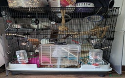 Rat rodents for sale: 4 Female Rats & Set-Up - Image 9