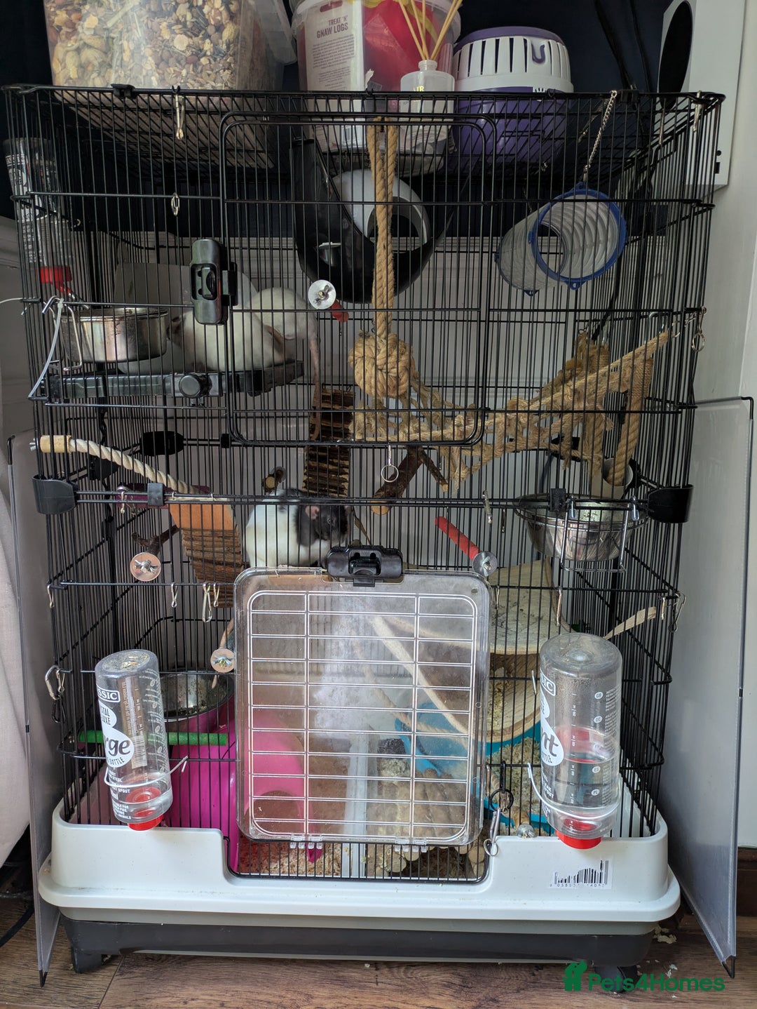 Rat rodents for sale: 4 Female Rats & Set-Up - Image 9