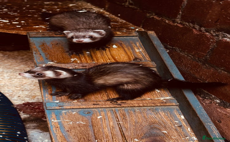 Ferret rodents - Advert 1