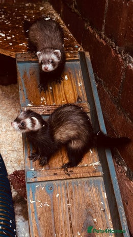 Ferret rodents - Advert 1