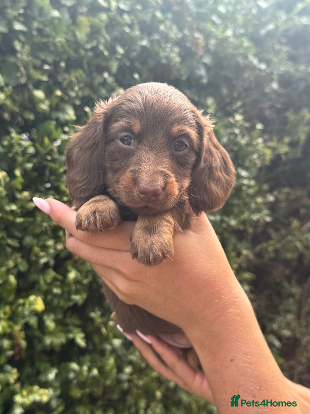 Miniature Dachshund dogs for sale: Pedigree long & short fur miniature dachshunds - Image 11