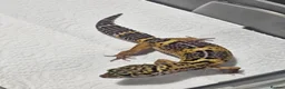 Leopard Gecko reptiles for sale: Black night leopard geckos  - Advert 14