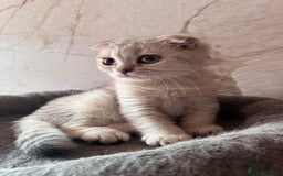 Scottish Fold cats for sale: Scottish fold kittens in hull - Image 19
