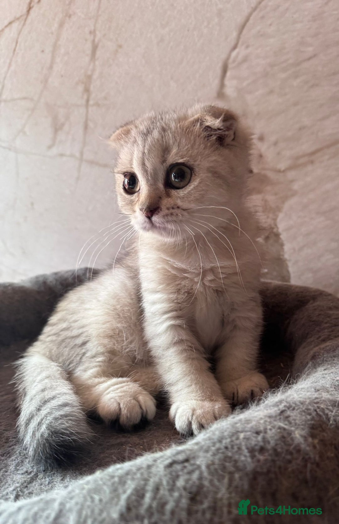 Scottish Fold cats for sale: Scottish fold kittens in hull - Image 19