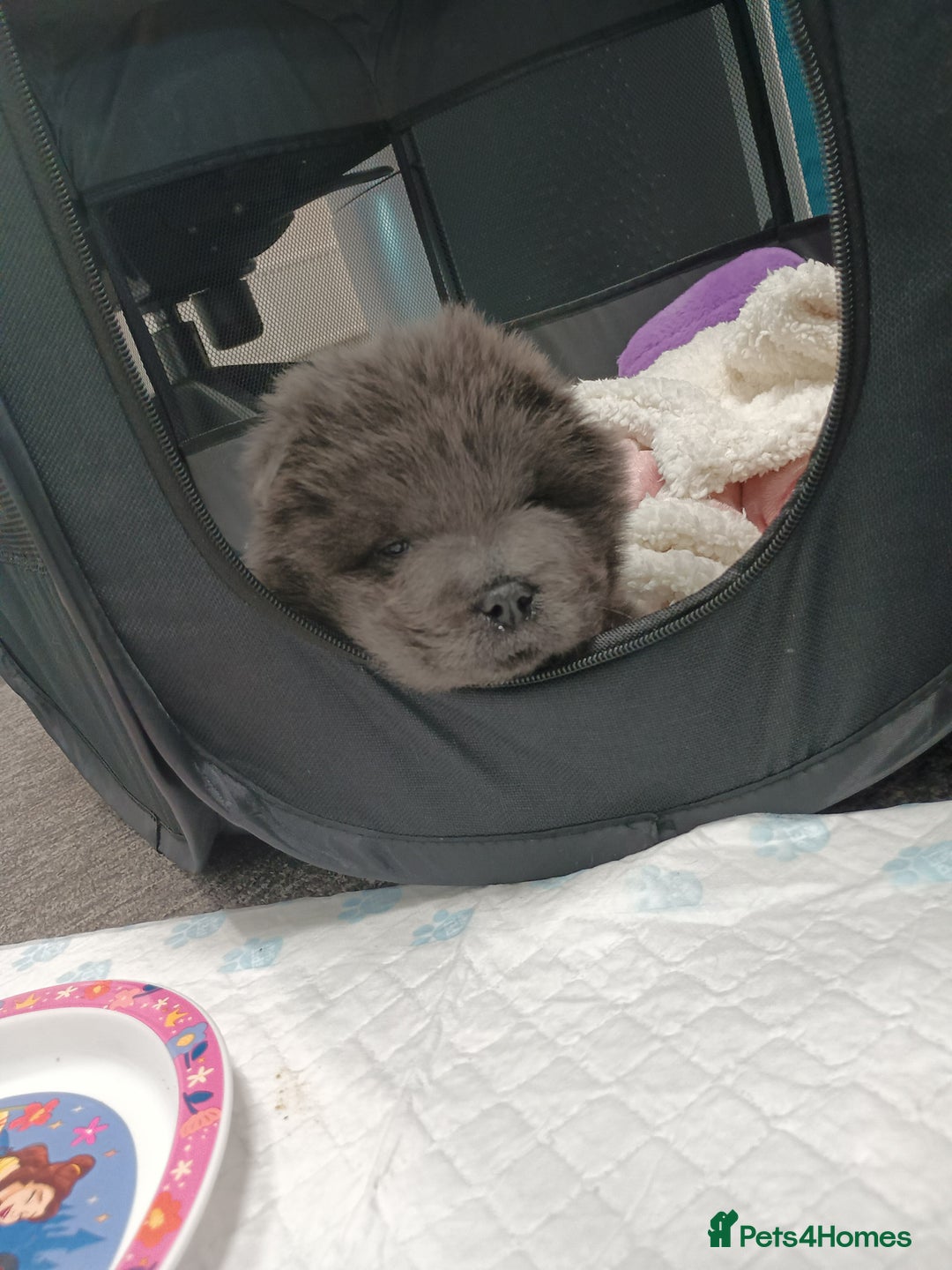 Chow Chow dogs for sale: Stunning blue chow chow female pup - Advert 5