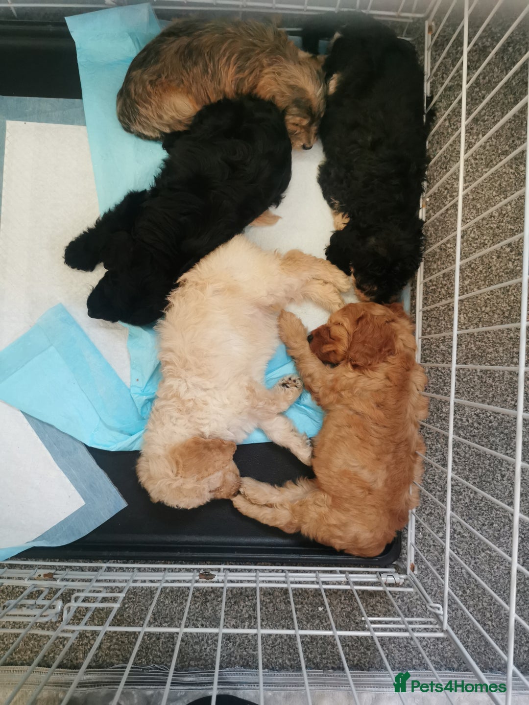 Cockapoo dogs for sale: Amazing cockapoo  - Advert 8