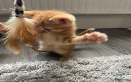 Mixed Breed cats for sale: 5 Kittens for sale  - Image 21