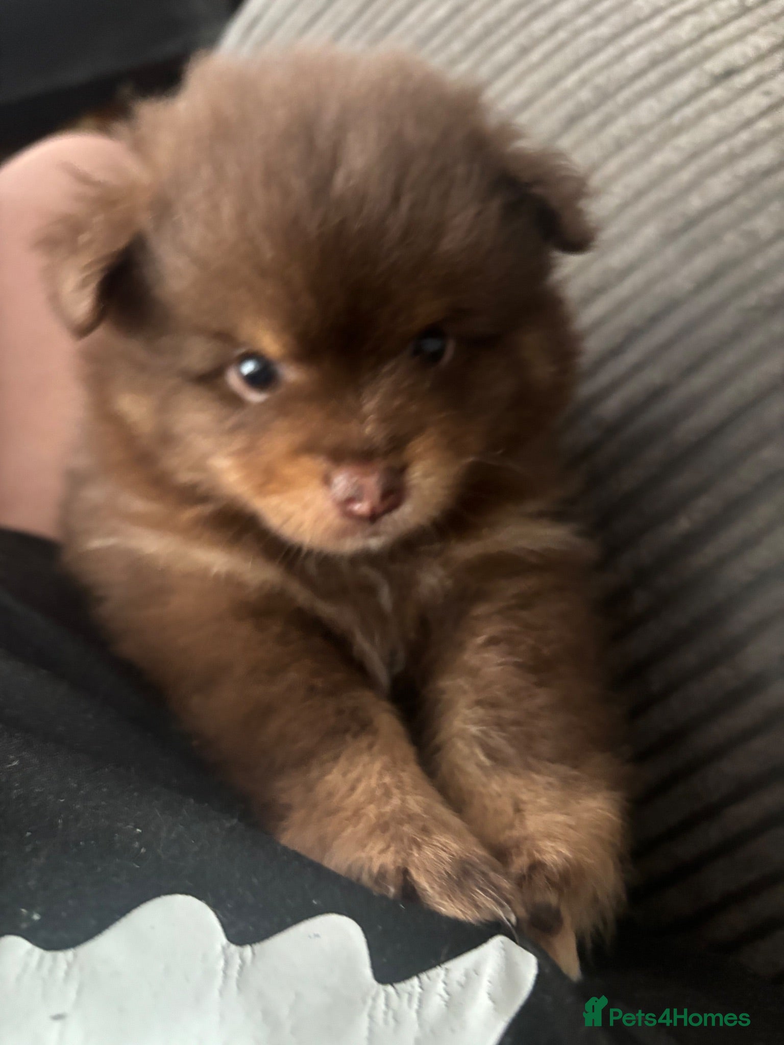 Pomeranian dogs Ready to go in 4-5 weeks X2 boy Poms  - Advert 1