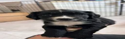 Sprocker dogs for sale: Working Sprocker puppies  - Advert 2