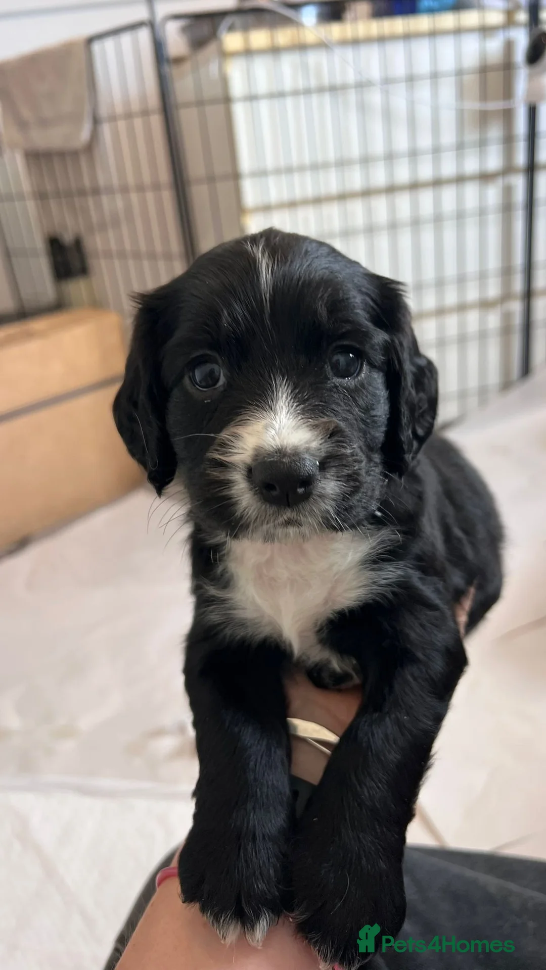Sprocker dogs for sale: Working Sprocker puppies  - Advert 2