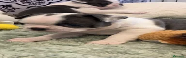 Boston Terrier 4