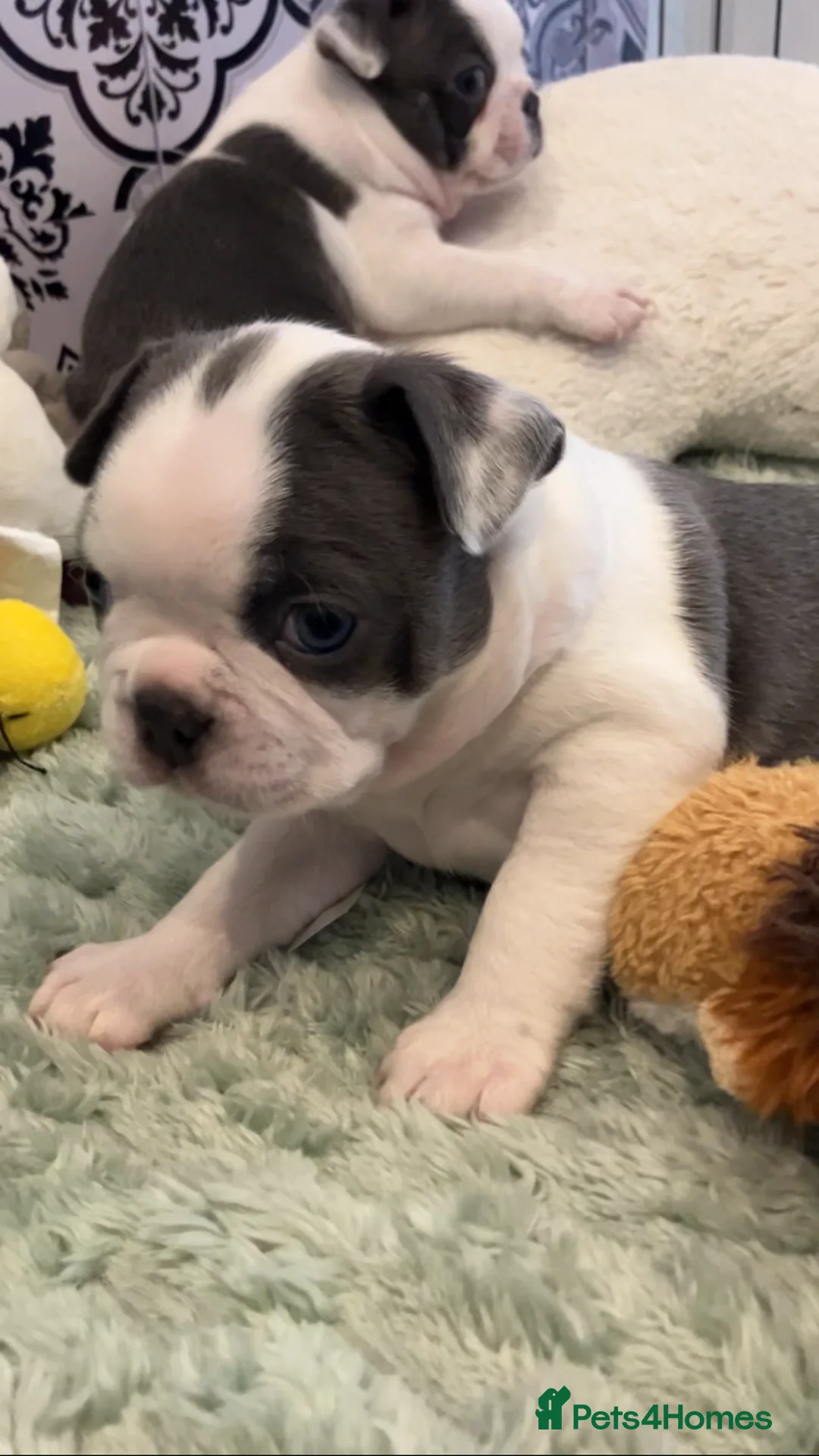 Boston Terrier dogs for sale: 6 weeks old Boston terrier pups in Barnsley - Advert 2