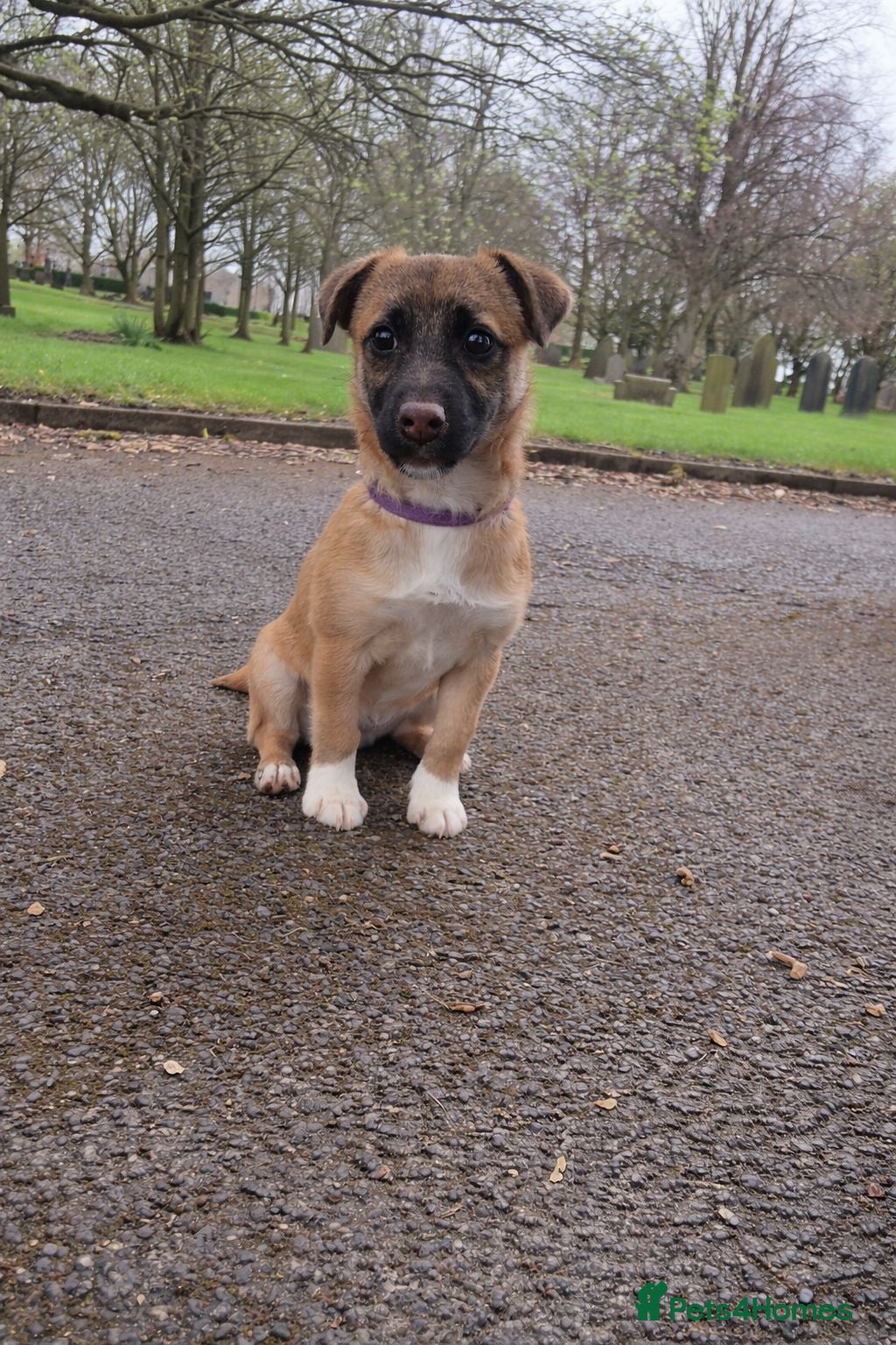 Jack Russell dogs Female jack russell pup - Advert 3