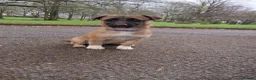 Jack Russell dogs for sale: Female jack russell pup in Oldham - Advert 1