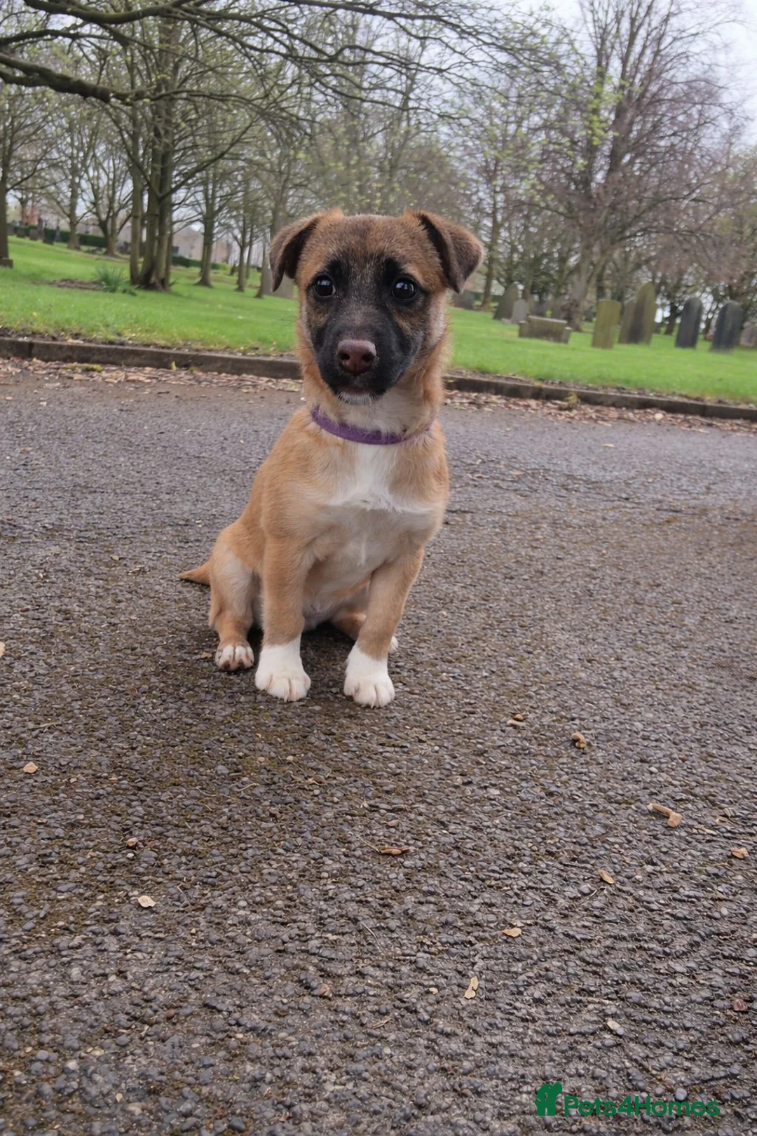Jack Russell dogs for sale: Female jack russell pup in Oldham - Advert 1