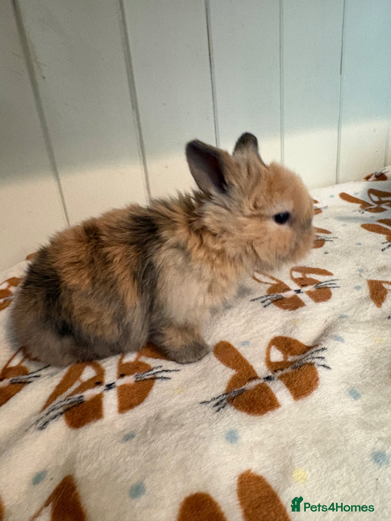 Mini Lop rabbits Vaccinated/raised indoors, mini lops and lion lop  - Advert 18