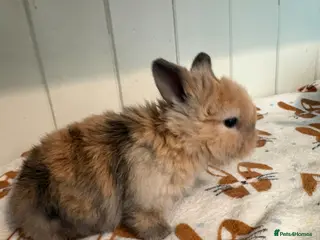 Mini Lop rabbits Vaccinated/raised indoors, mini lops and lion lop - Advert 18