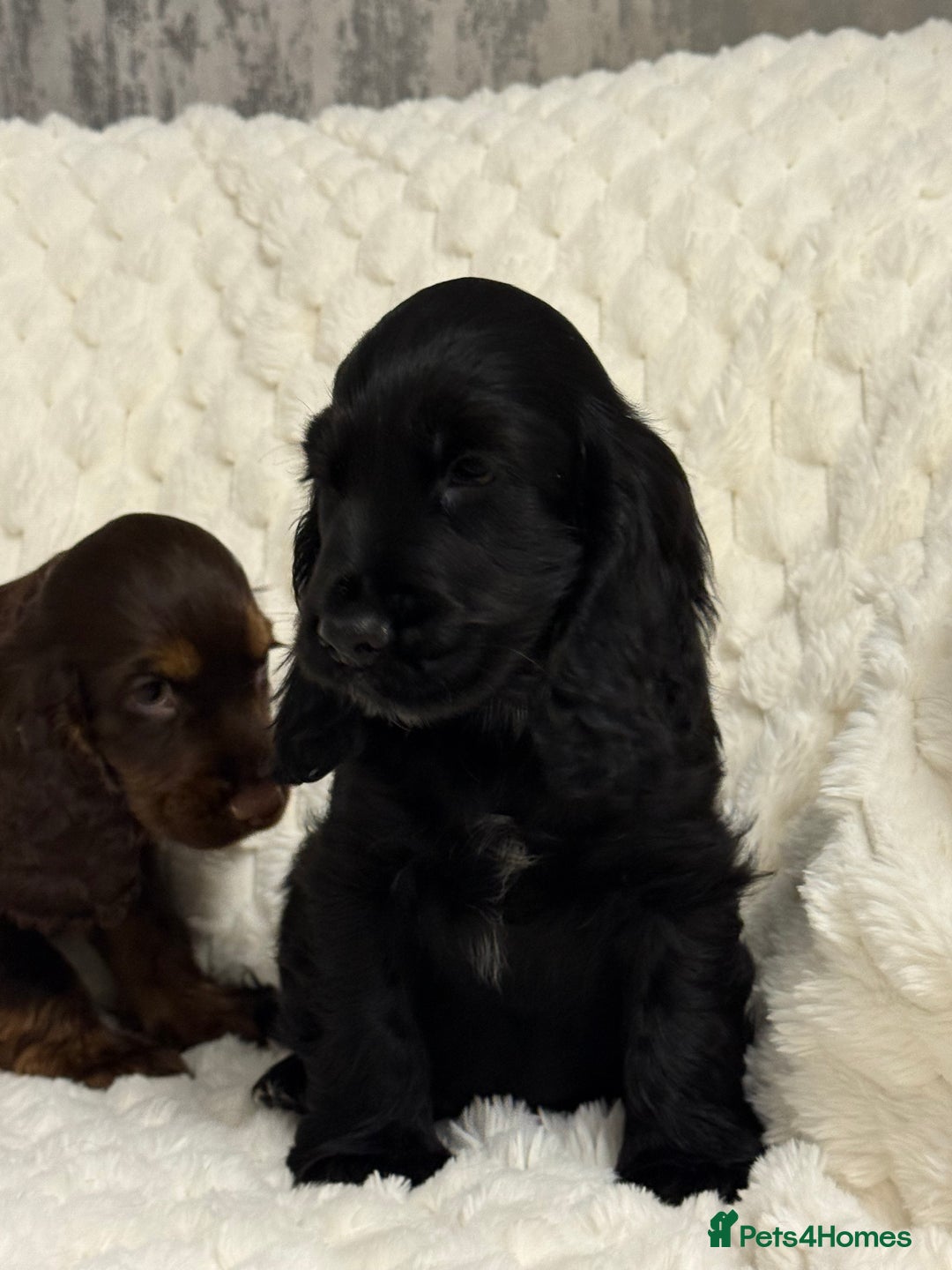 Cocker Spaniel dogs for sale: 🌟Show Cocker spaniel puppies🌟 - Advert 4