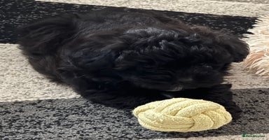 Maltipoo dogs - Advert 7