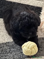 Maltipoo dogs - Advert 7