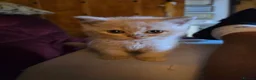 British Shorthair cats for sale: Cream British Shorthair  - Advert 4