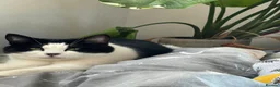 Domestic Shorthair cats for sale: Black and white Female short hair  in Luton - Advert 3