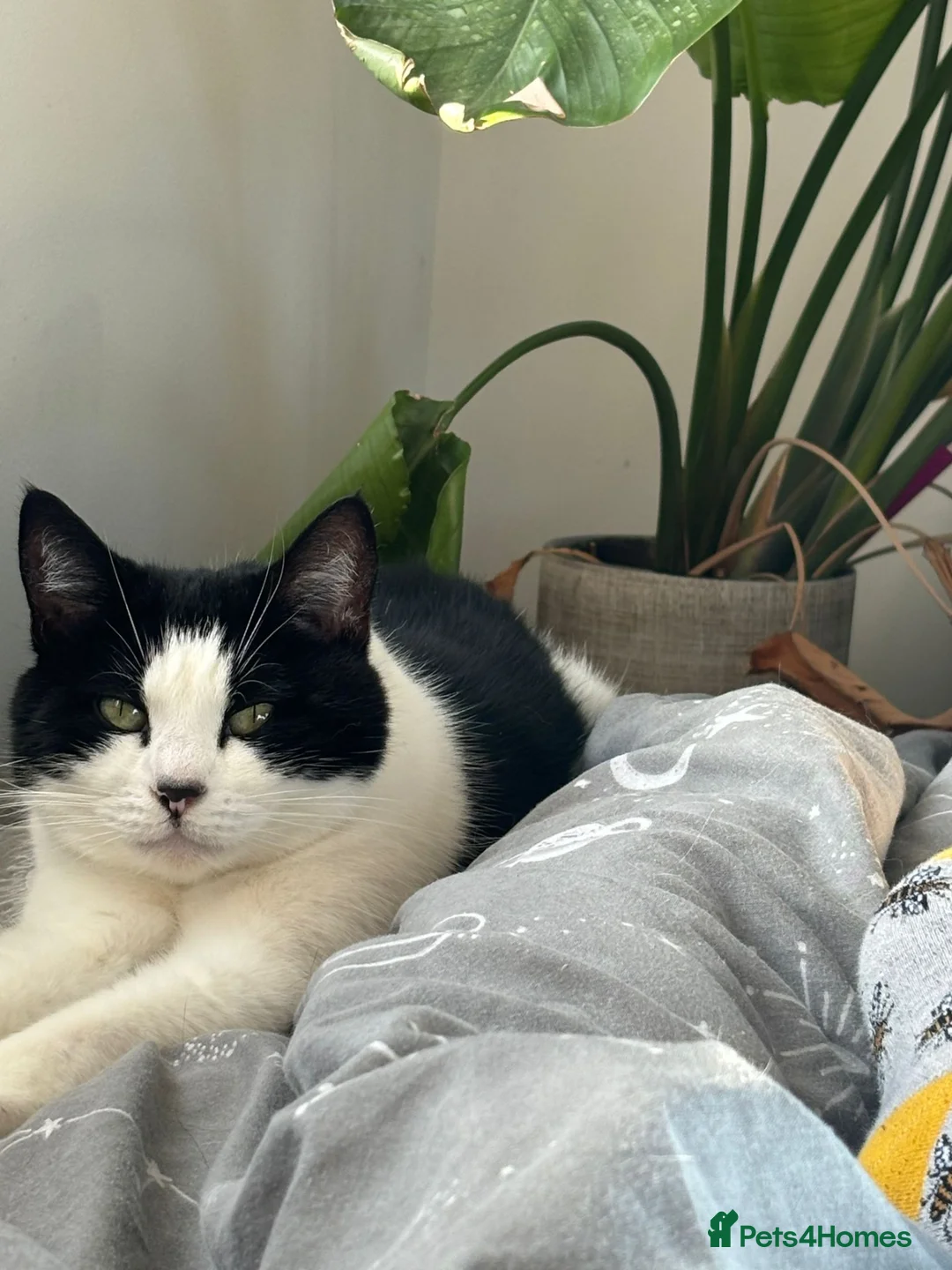 Domestic Shorthair cats for sale: Black and white Female short hair  in Luton - Advert 3