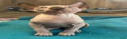 Sphynx cats for sale: Blue eyed beautiful baby kitten  - Advert 2