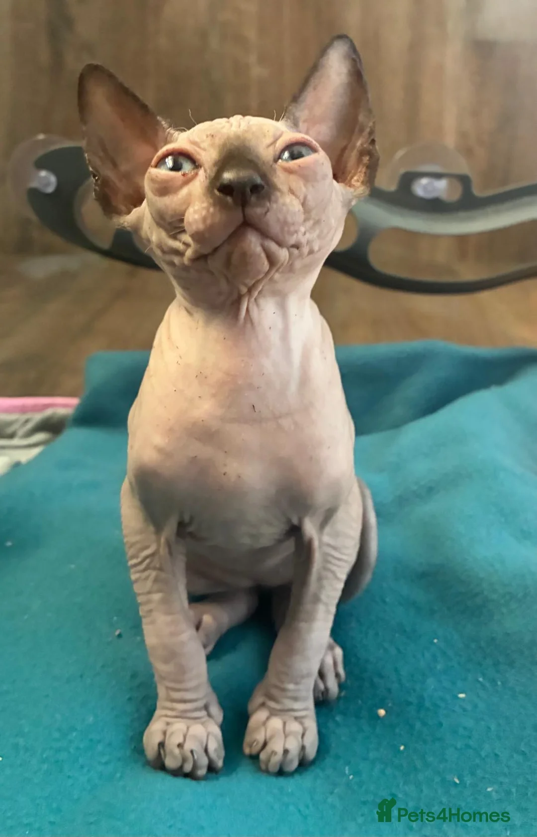 Sphynx cats for sale: Blue eyed beautiful baby kitten  - Advert 2