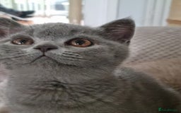 British Shorthair cats for sale: Sweet affectionate happy British Shorthair.  - Advert 6
