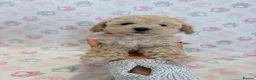 Maltipoo dogs for sale: Beautiful health tested happy Maltipoo puppys  - Advert 4