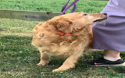Golden Retriever dogs for sale: Quality Kc Reg. Golden retriever Puppies - Image 9