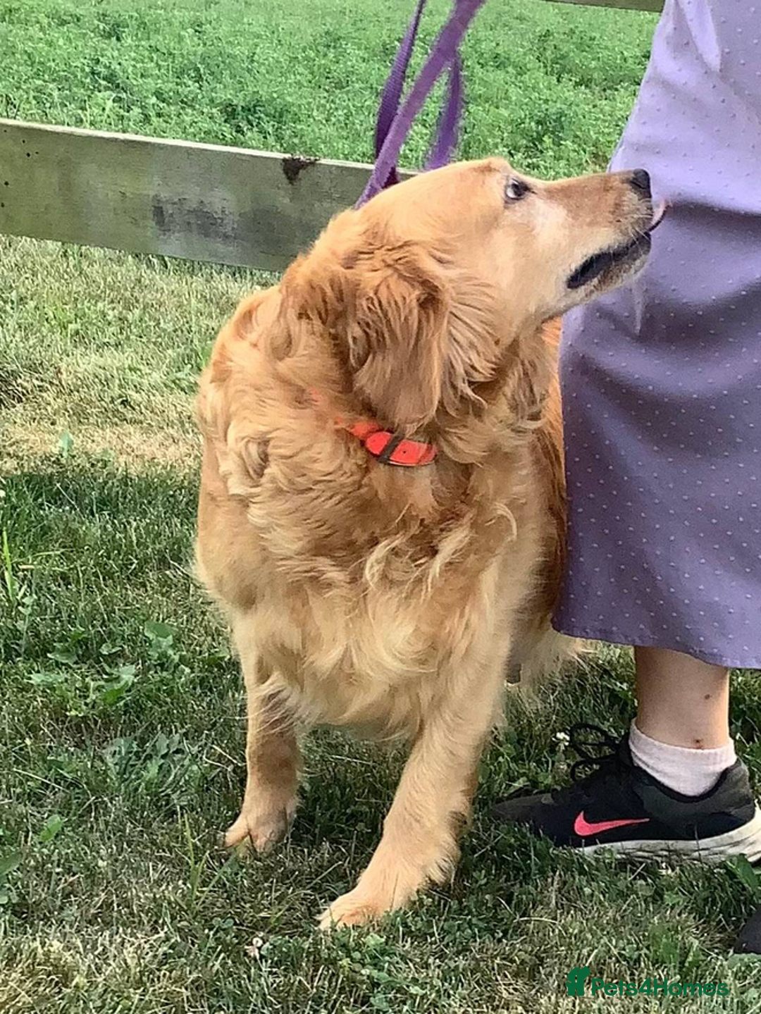 Golden Retriever dogs for sale: Quality Kc Reg. Golden retriever Puppies - Image 9