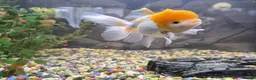 Fancy Goldfish fish for sale: 120 litre juwel tank with 2 fancy goldfish  - Advert 10