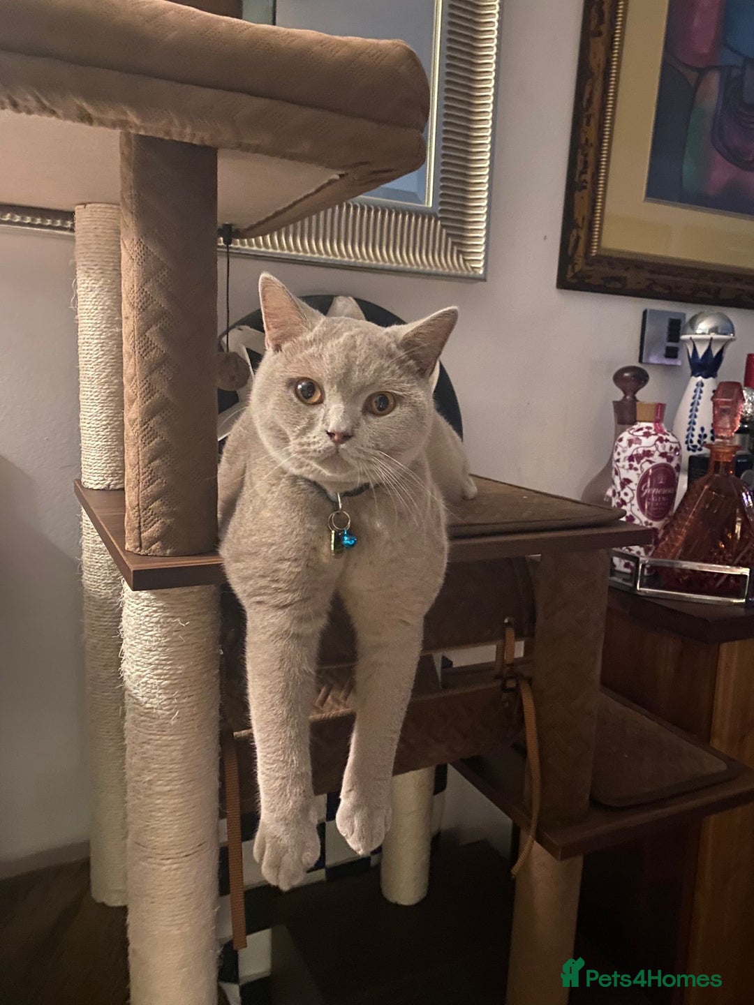 British Shorthair cats for sale: Rehome 2 british shorthair sisters - Advert 1