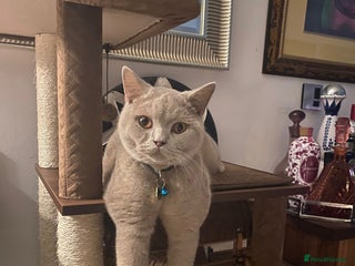 British Shorthair cats Rehome 2 british shorthair sisters - Advert 1